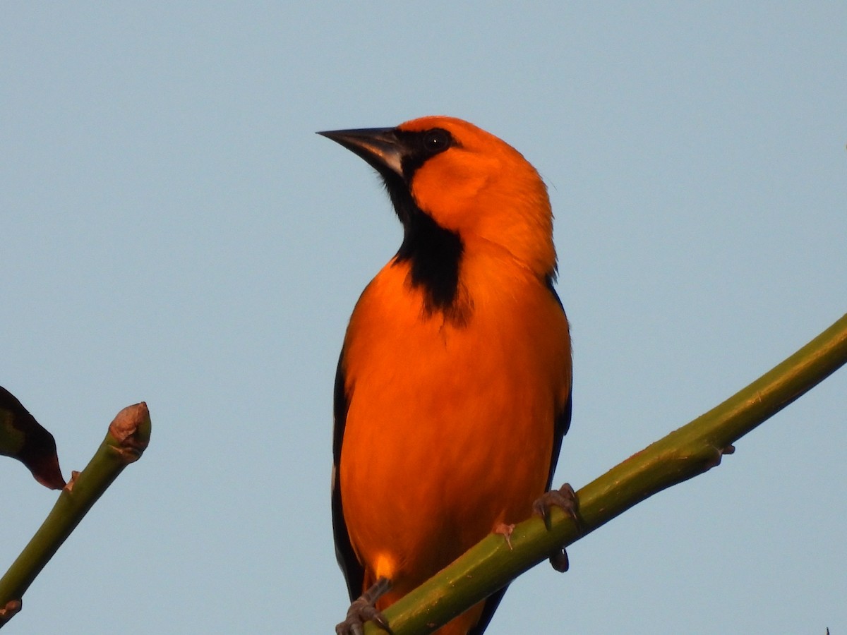 Altamira Oriole - ML646532960