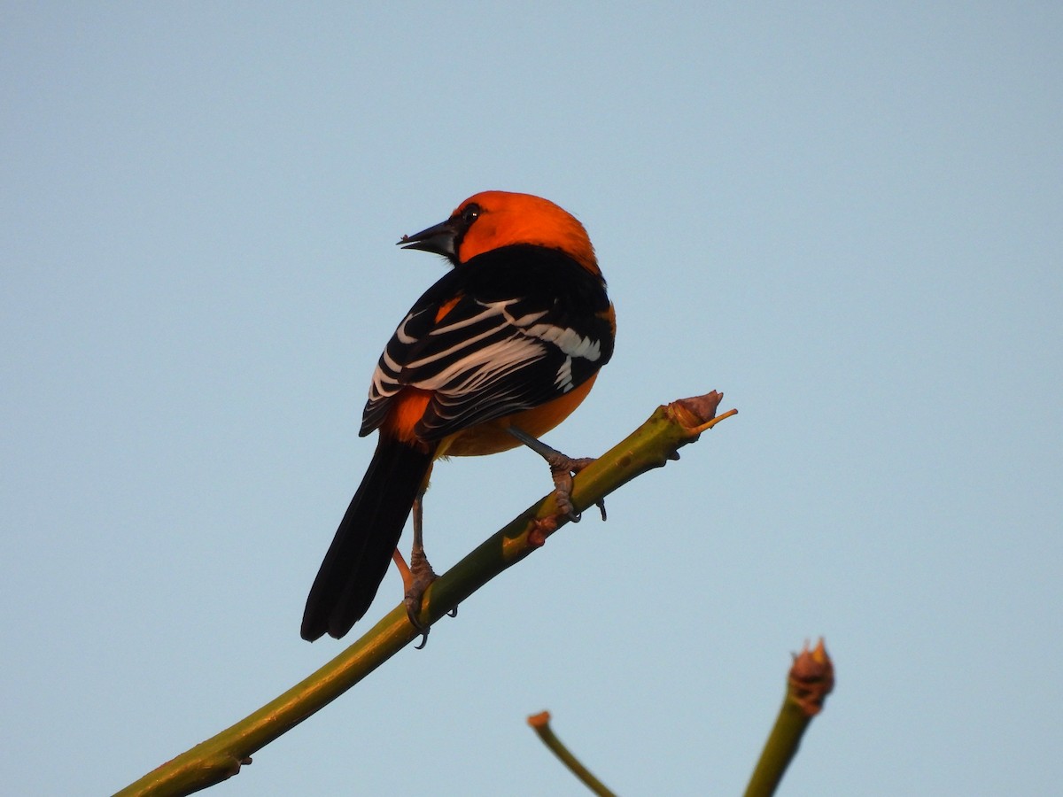 Altamira Oriole - ML646532961