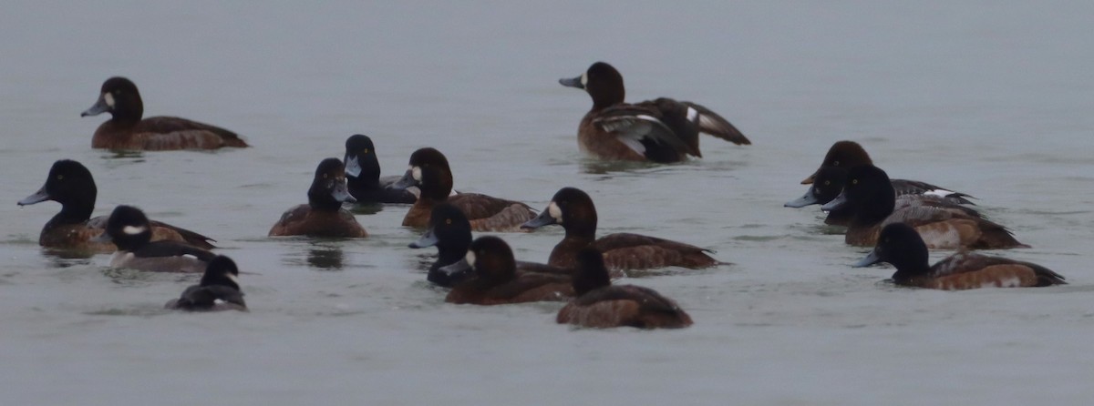 Greater/Lesser Scaup - ML646532963