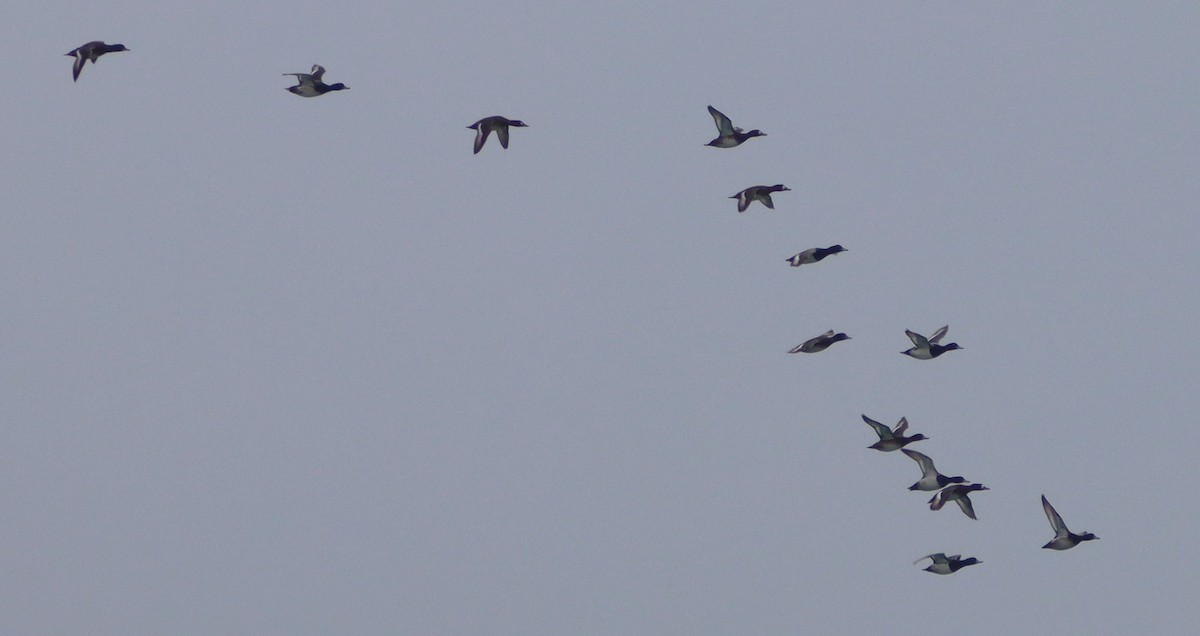 Greater/Lesser Scaup - ML646532964