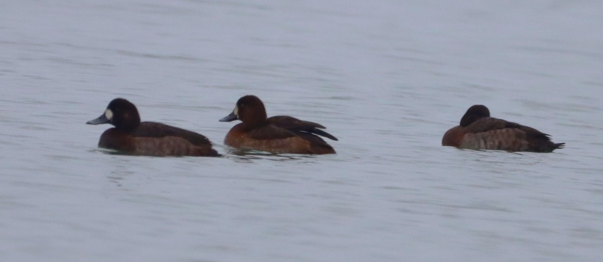 Greater/Lesser Scaup - ML646532965