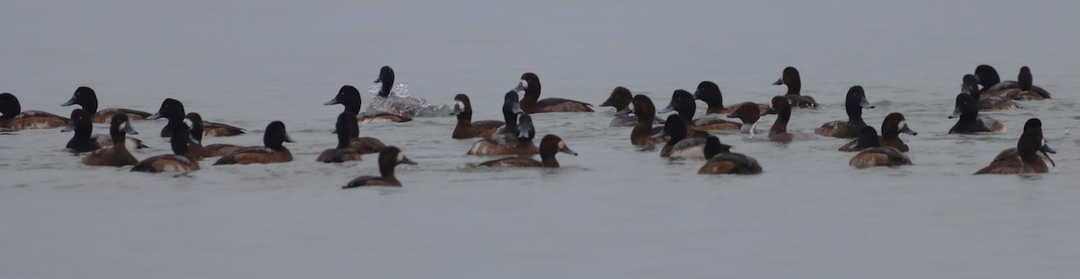 Greater/Lesser Scaup - ML646532966