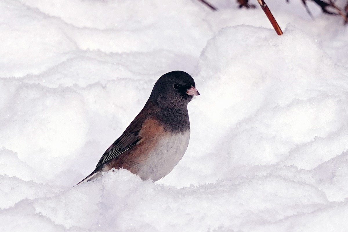 Серый юнко (Орегонский) - ML646532967