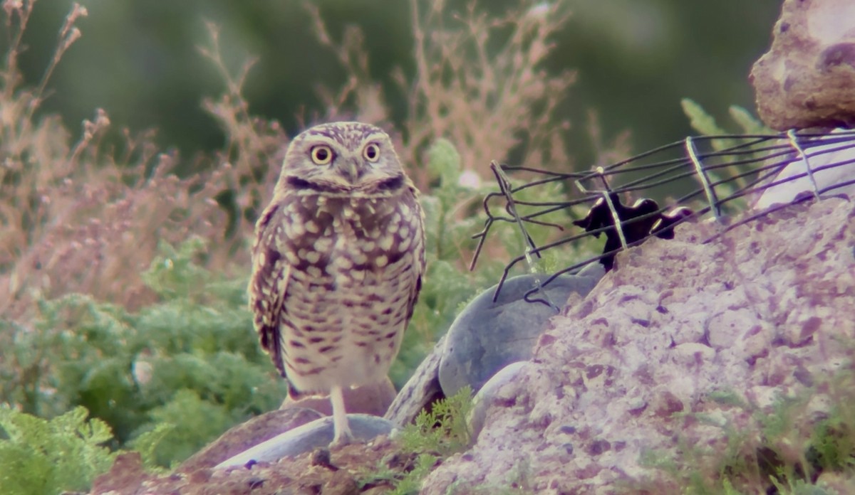 アナホリフクロウ - ML646532968