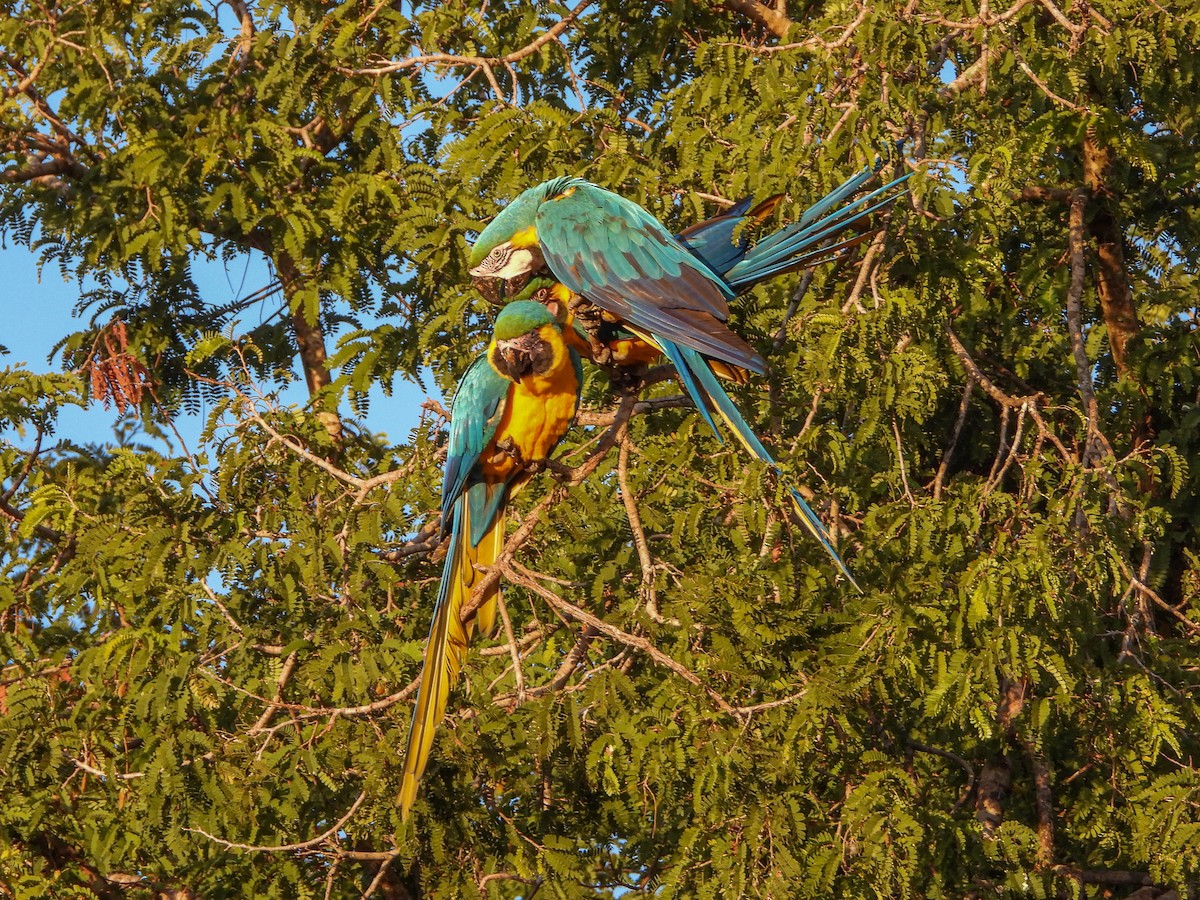 Ara bleu - ML646532969