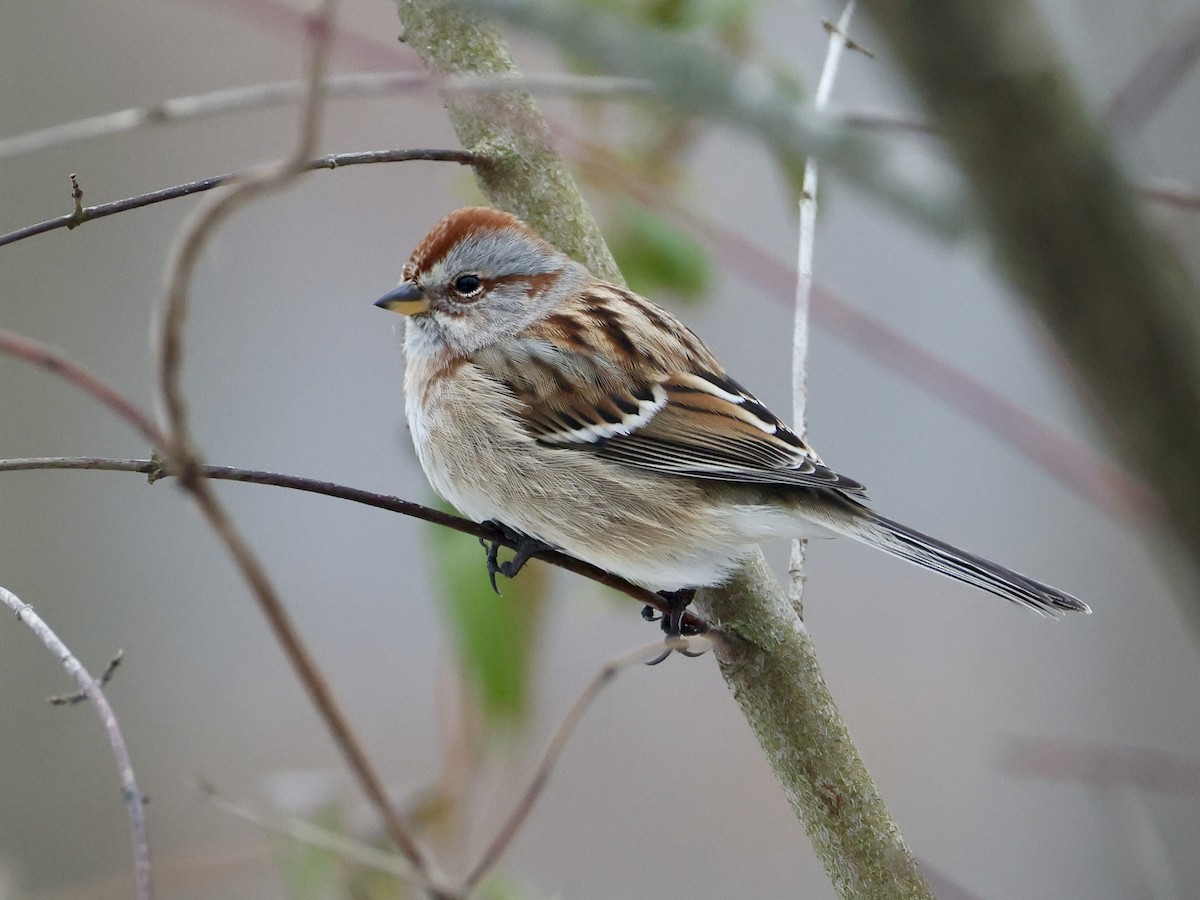 American Tree Sparrow - ML646532970