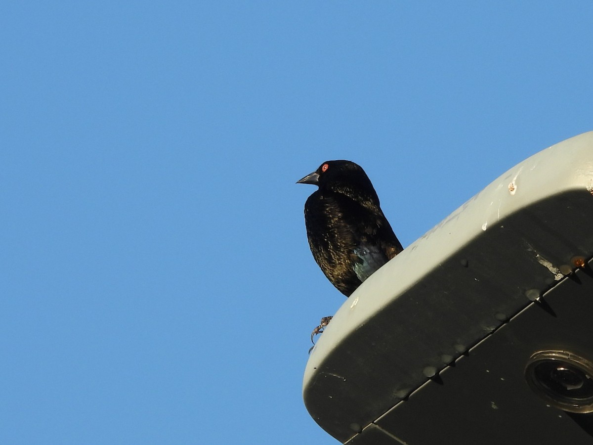 Красноглазый трупиал - ML646532972