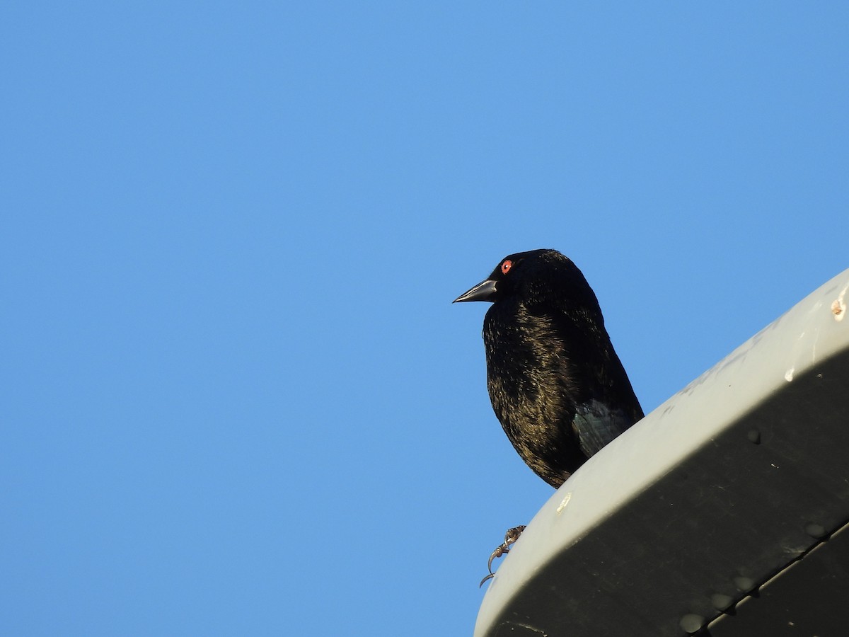 Красноглазый трупиал - ML646532973