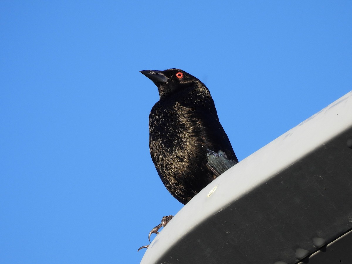 Красноглазый трупиал - ML646532976