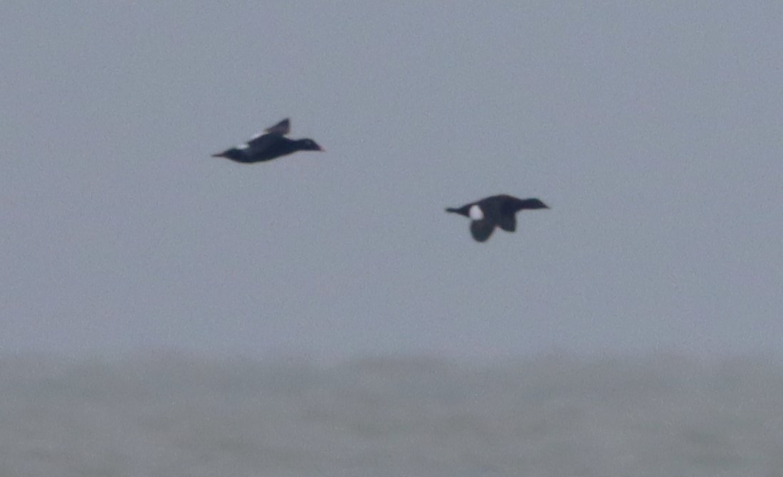 White-winged Scoter - ML646532979