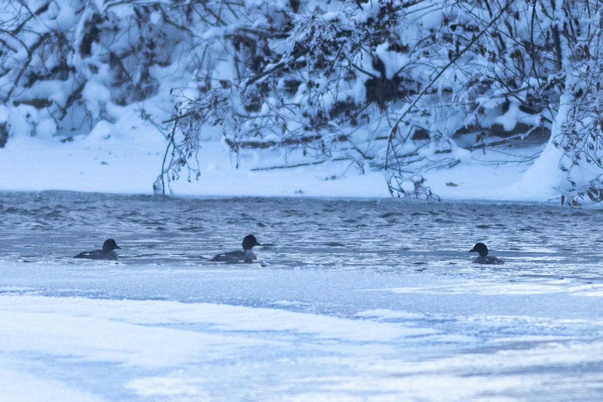 Common Goldeneye - ML646532980