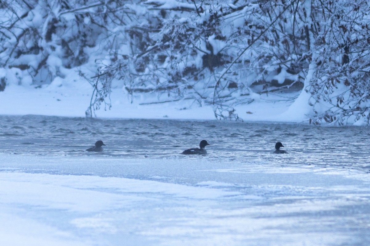 Common Goldeneye - ML646532982