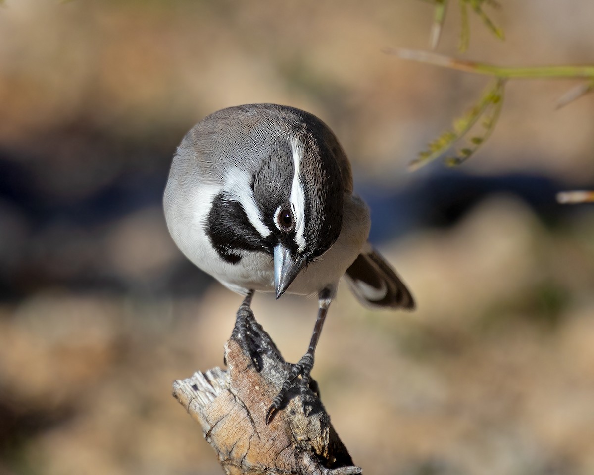 Black-throated Sparrow - ML646532983