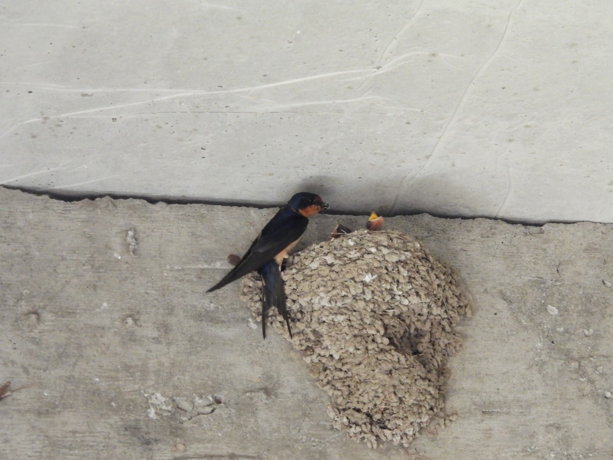 Barn Swallow - ML646532985