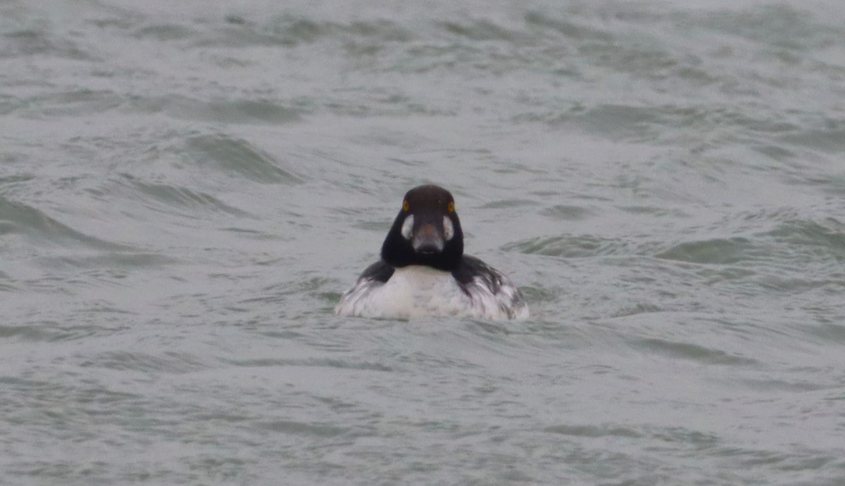 Common Goldeneye - ML646532986