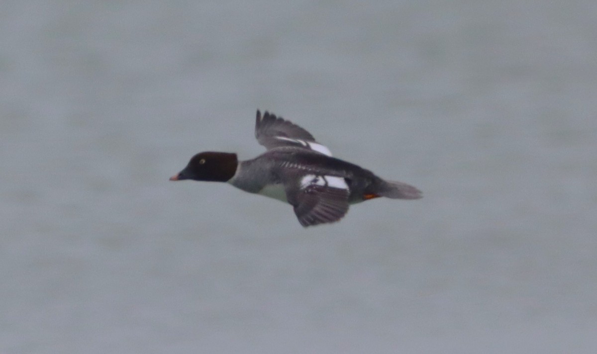 Common Goldeneye - ML646532987