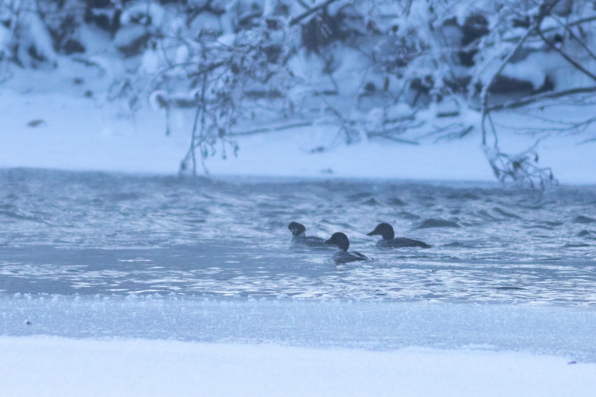Common Goldeneye - ML646532989