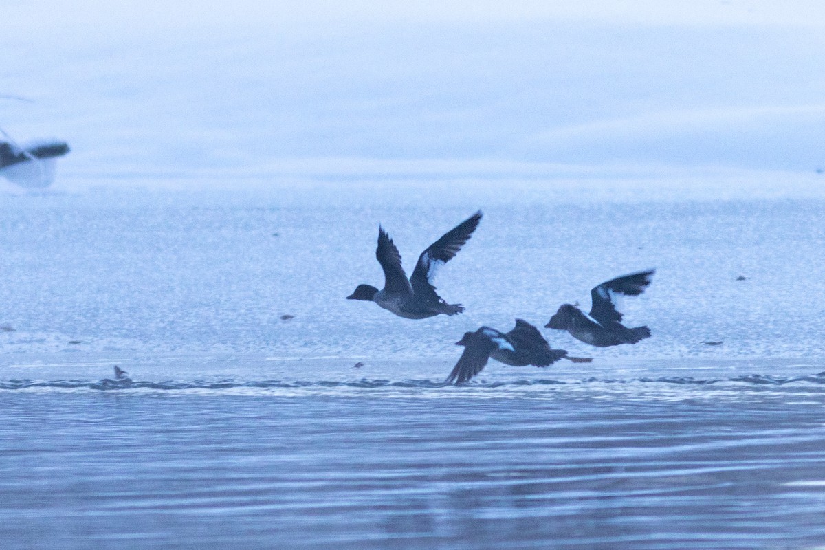 Common Goldeneye - ML646532992