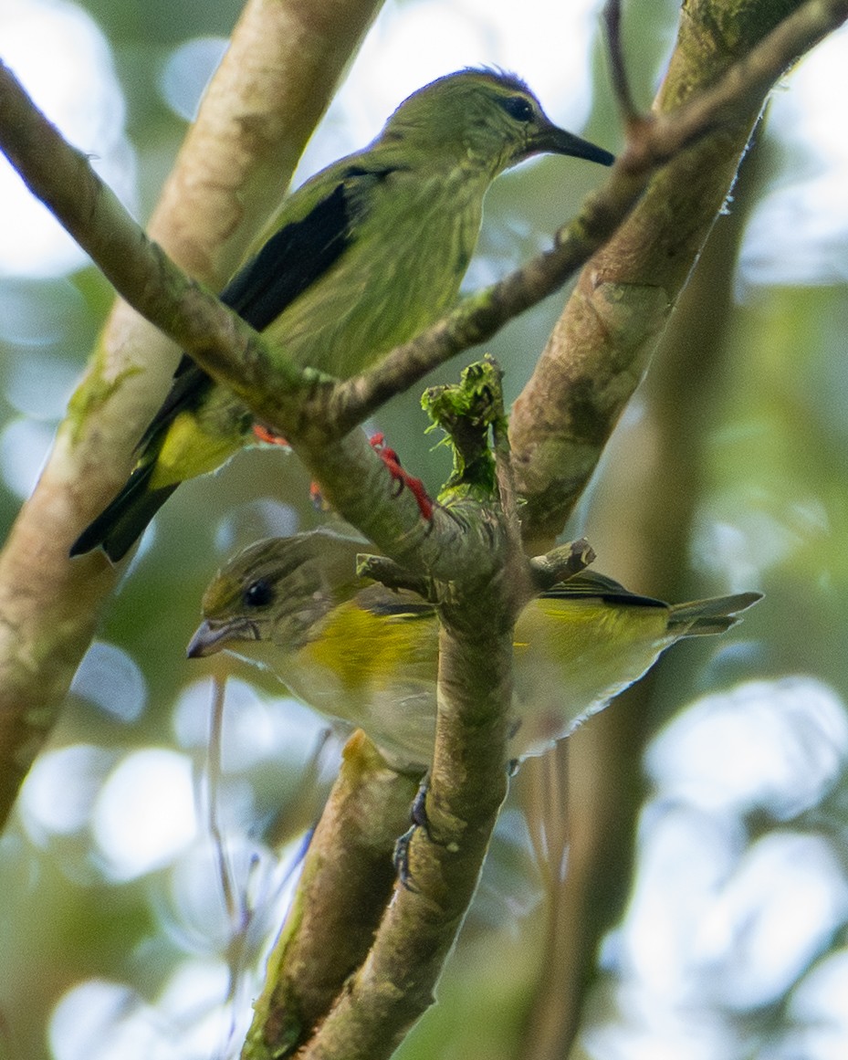 Yellow-throated Euphonia - ML646533004