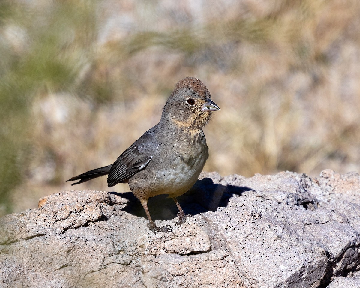 Canyon Towhee - ML646533005