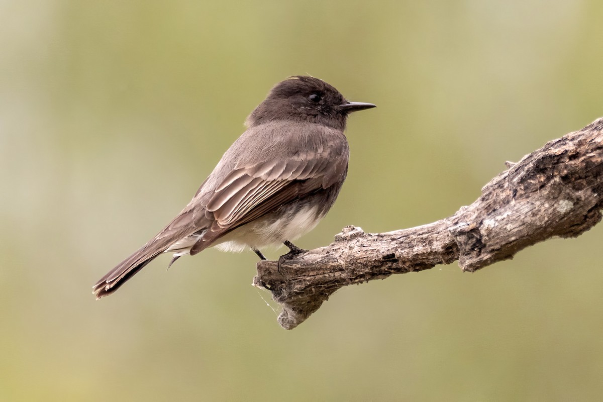 クロツキヒメハエトリ - ML646533007