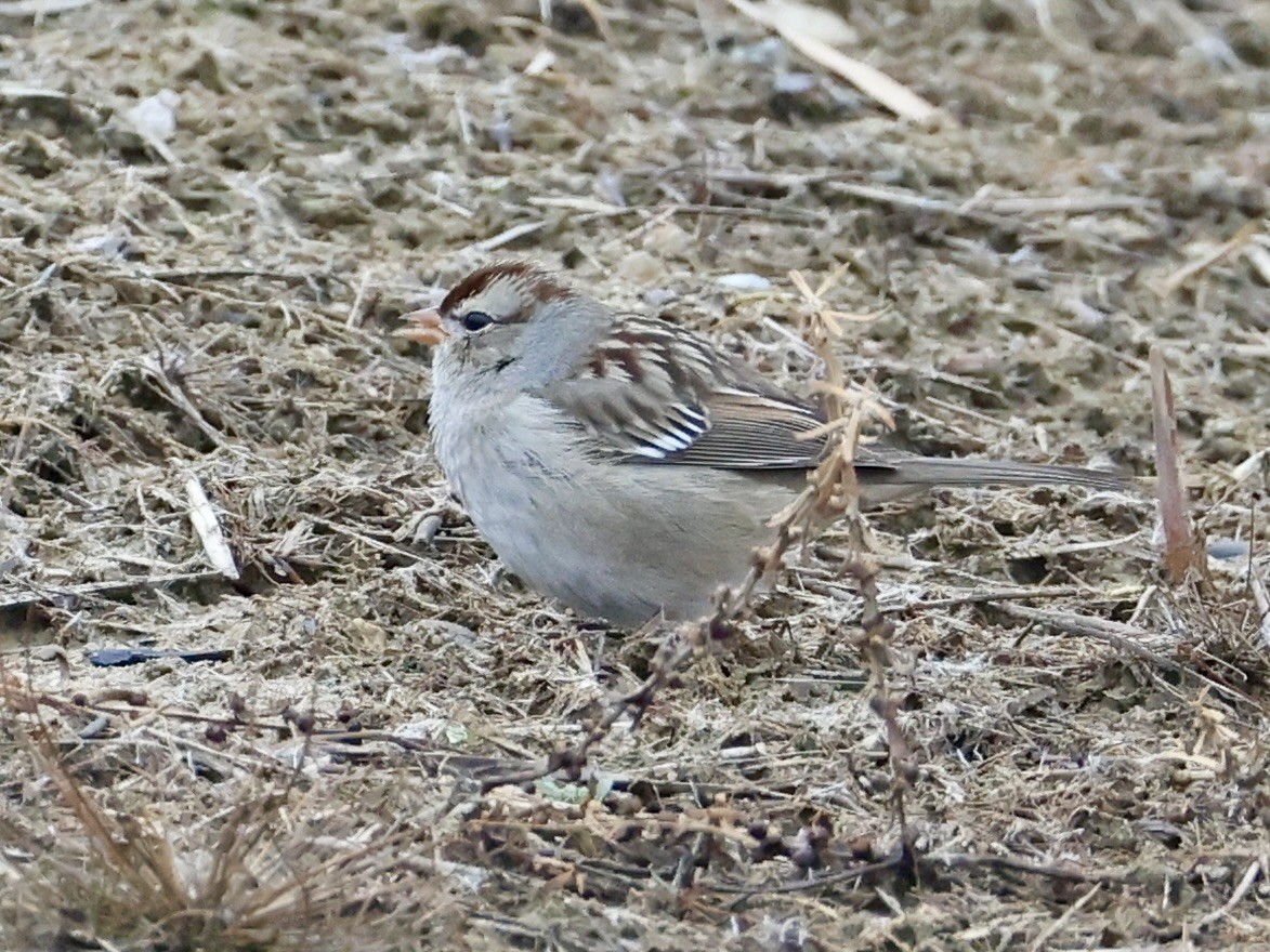 גיבתונית לבנת-כיפה - ML646533008