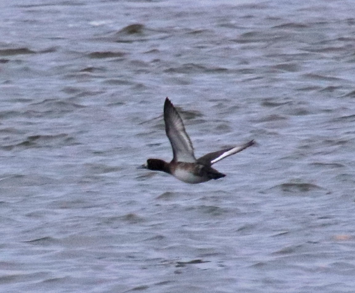 bergand - ML646533009