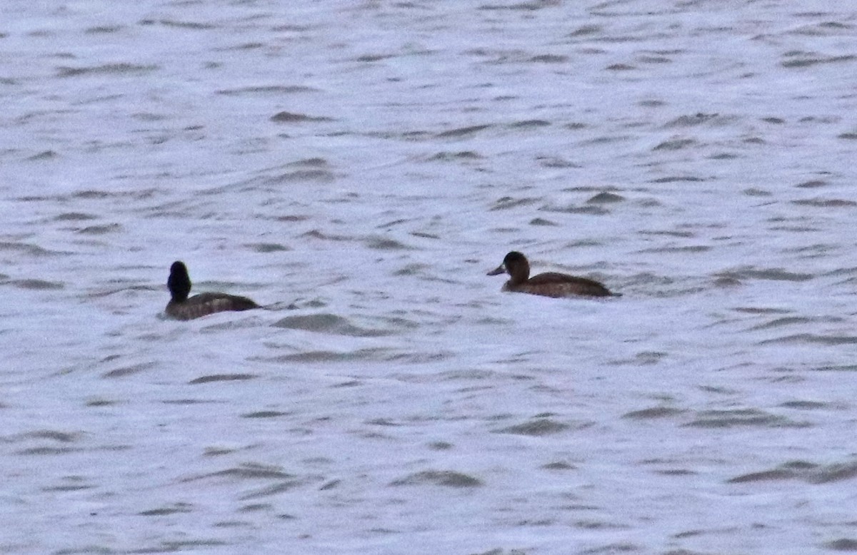 bergand - ML646533010