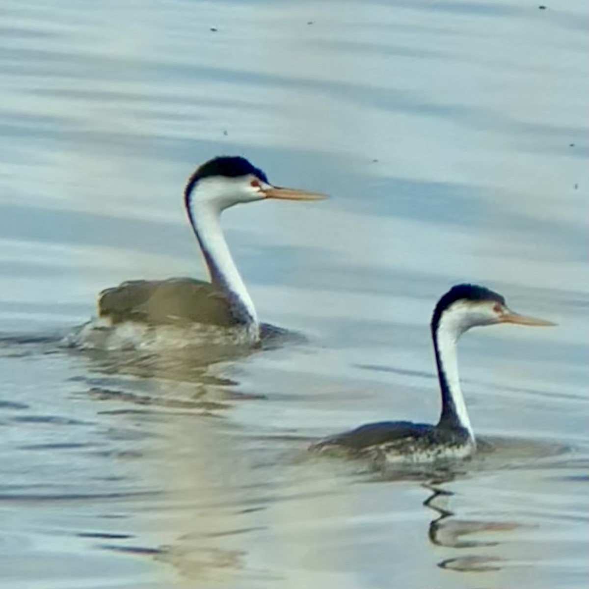 Clark's Grebe - ML646533011