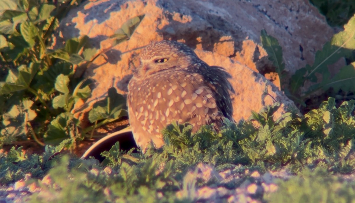 アナホリフクロウ - ML646533012