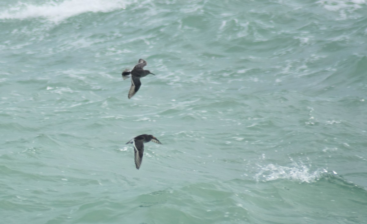 Mor Kumkuşu - ML646533014