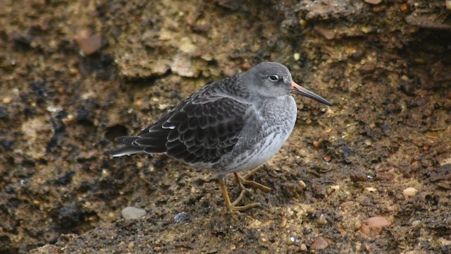 Purple Sandpiper - ML646533015