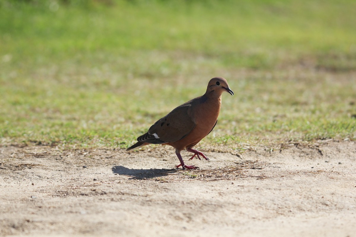 Zenaida Dove - ML646533017