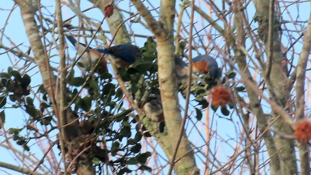 Eastern Bluebird - ML646533018