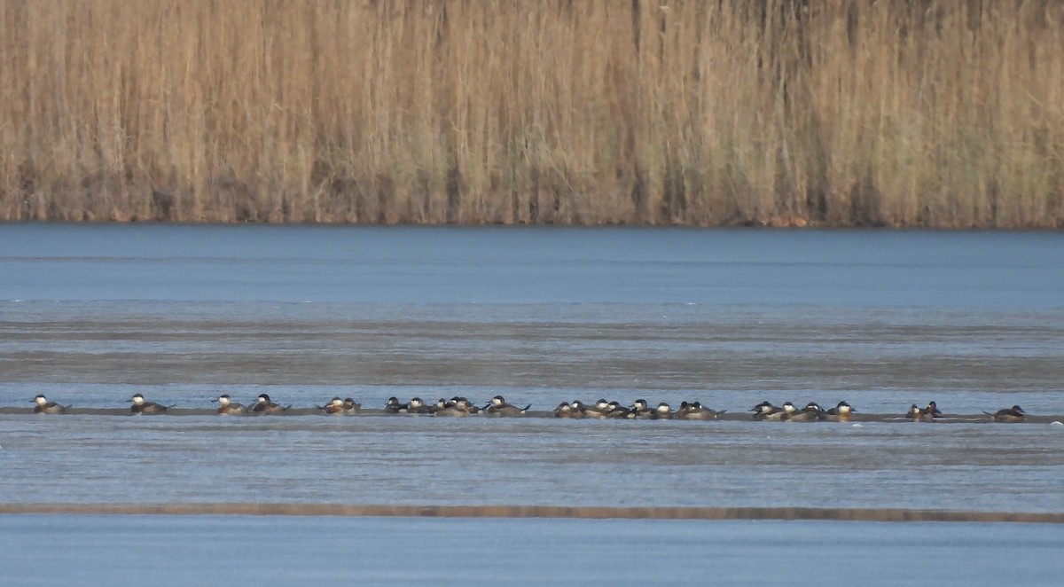 アカオタテガモ - ML646533019