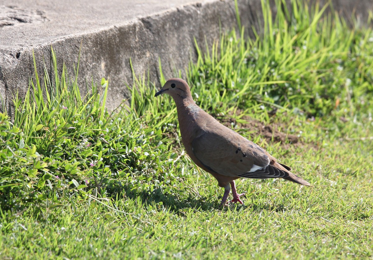 Zenaida Dove - ML646533020