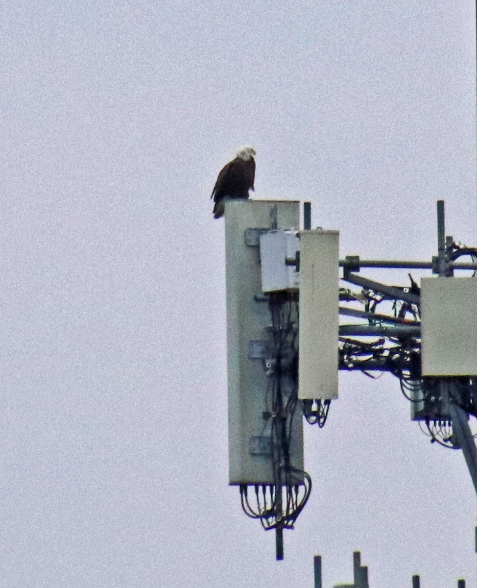 hvithodehavørn - ML646533021