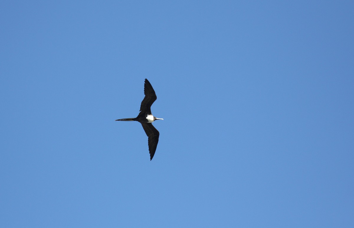 Magnificent Frigatebird - ML646533027