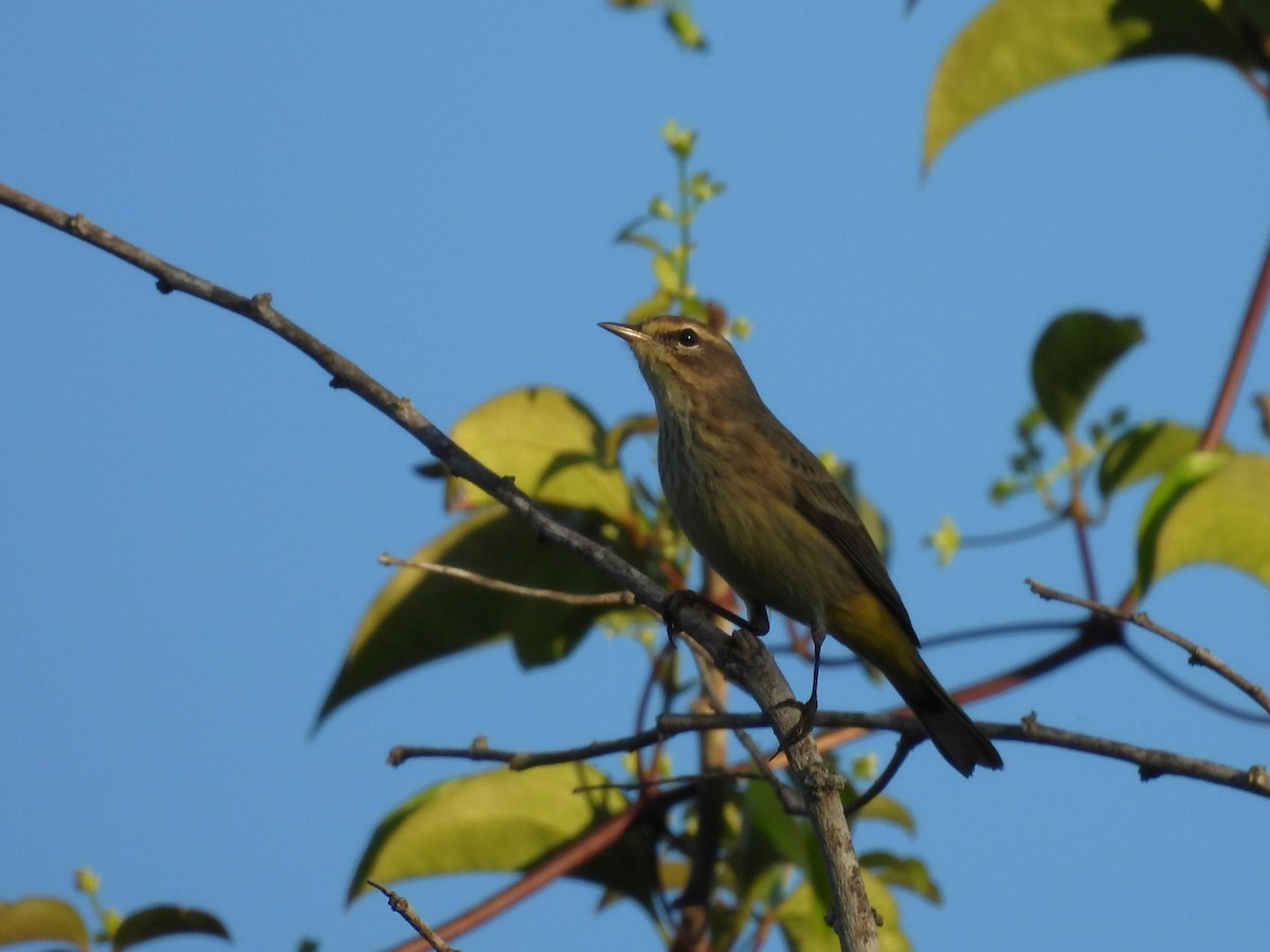 Palmenwaldsänger - ML646533029