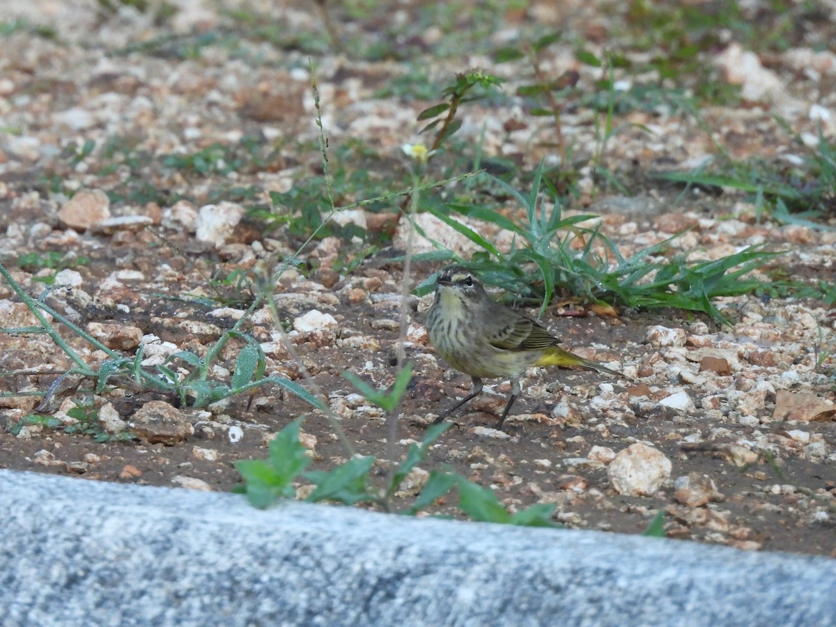 Palmenwaldsänger - ML646533030