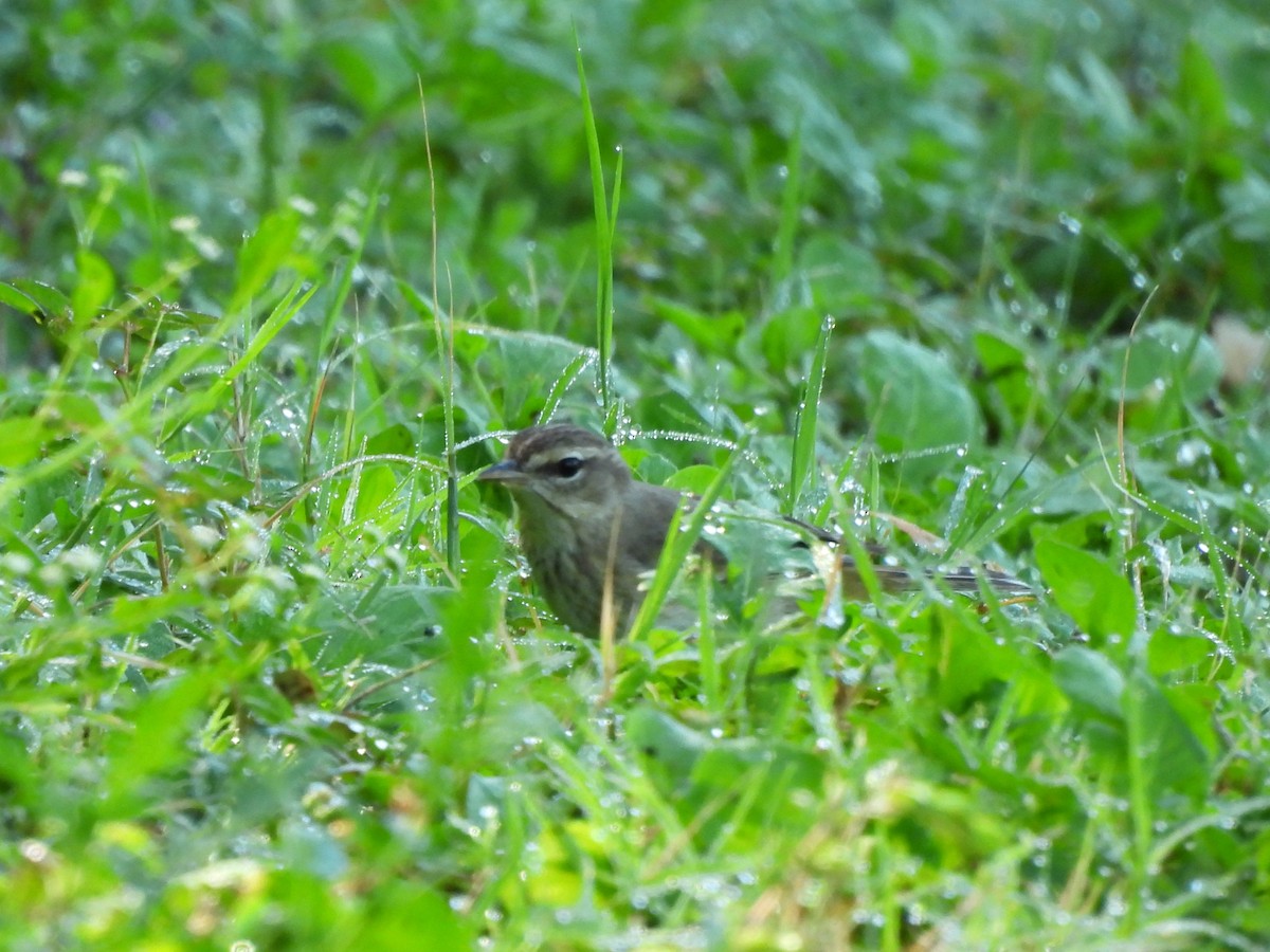 Palmenwaldsänger - ML646533034