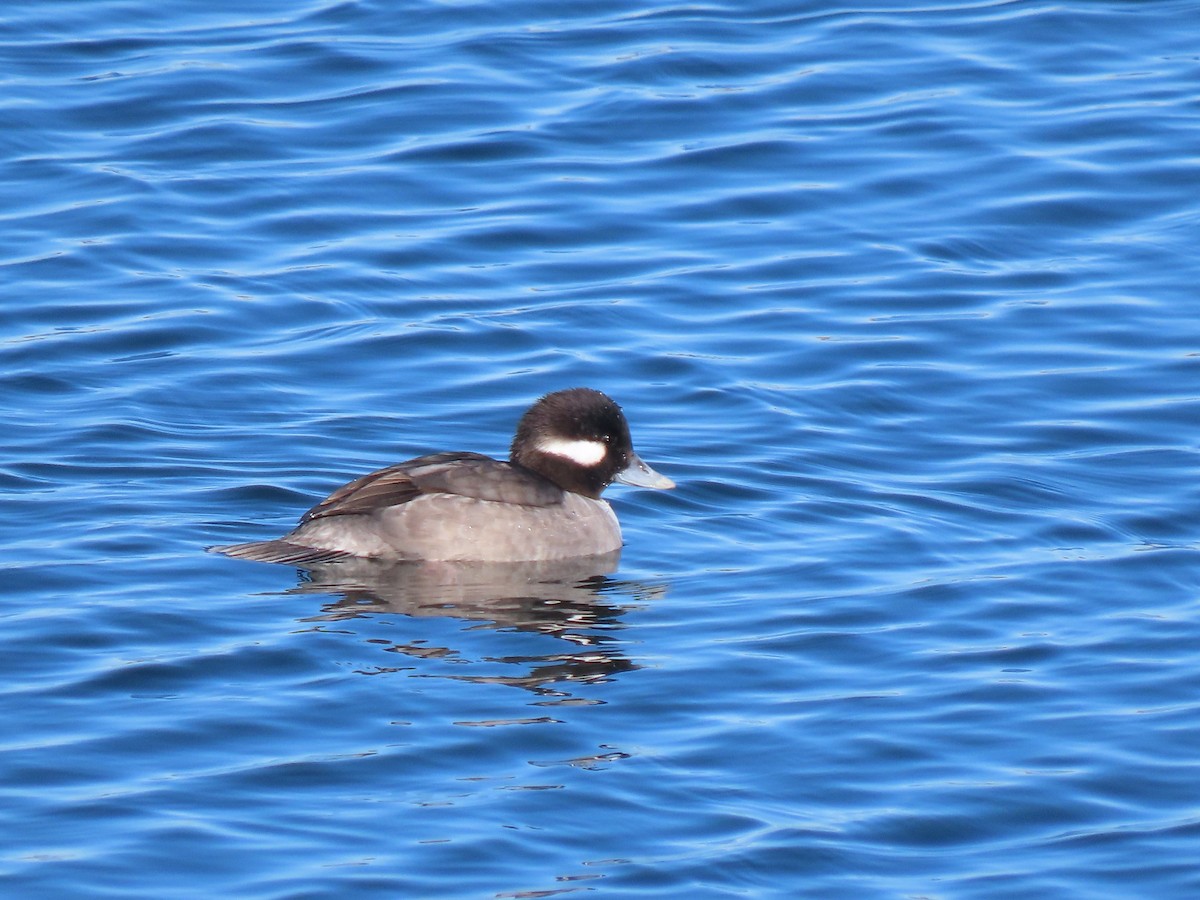 Гоголь-головастик - ML646533036