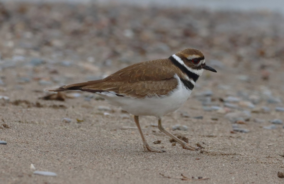 Killdeer - ML646533037