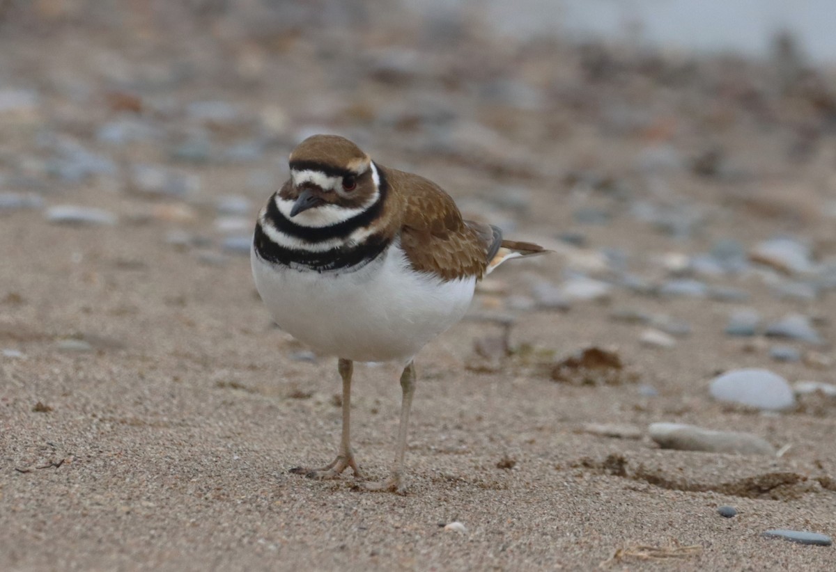 Killdeer - ML646533038