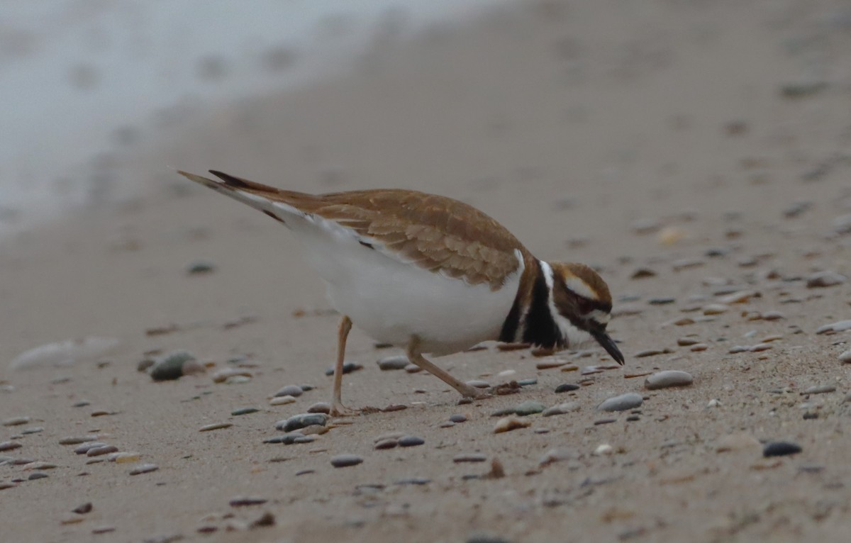 Killdeer - ML646533039