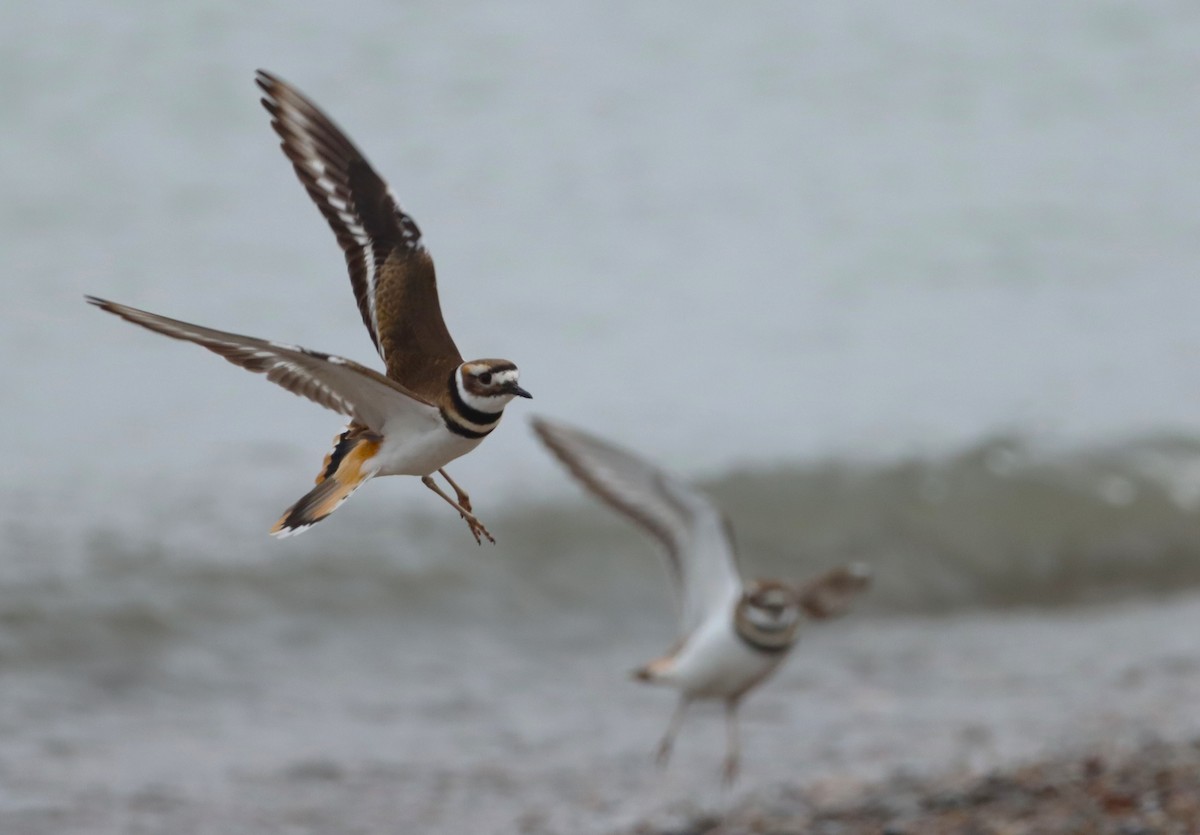 Killdeer - ML646533040