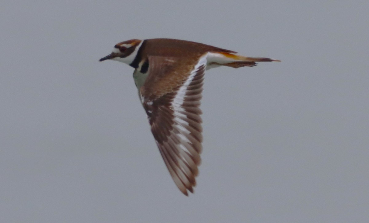 Killdeer - ML646533041