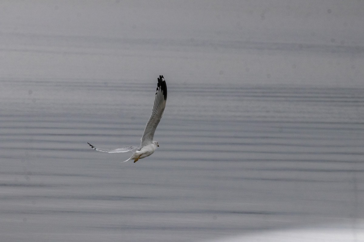 Ring-billed Gull - ML646533042
