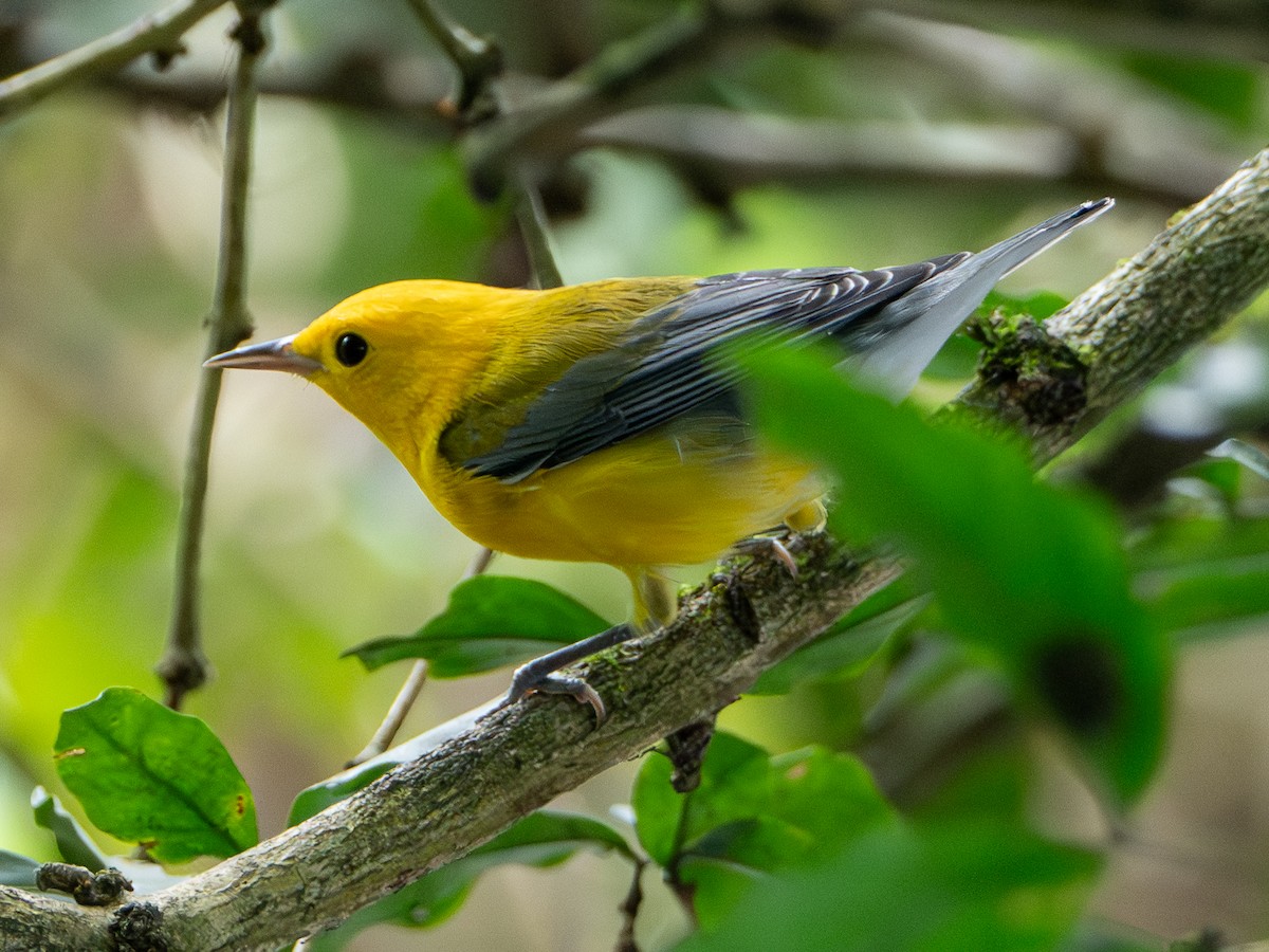 Prothonotary Warbler - ML646533043