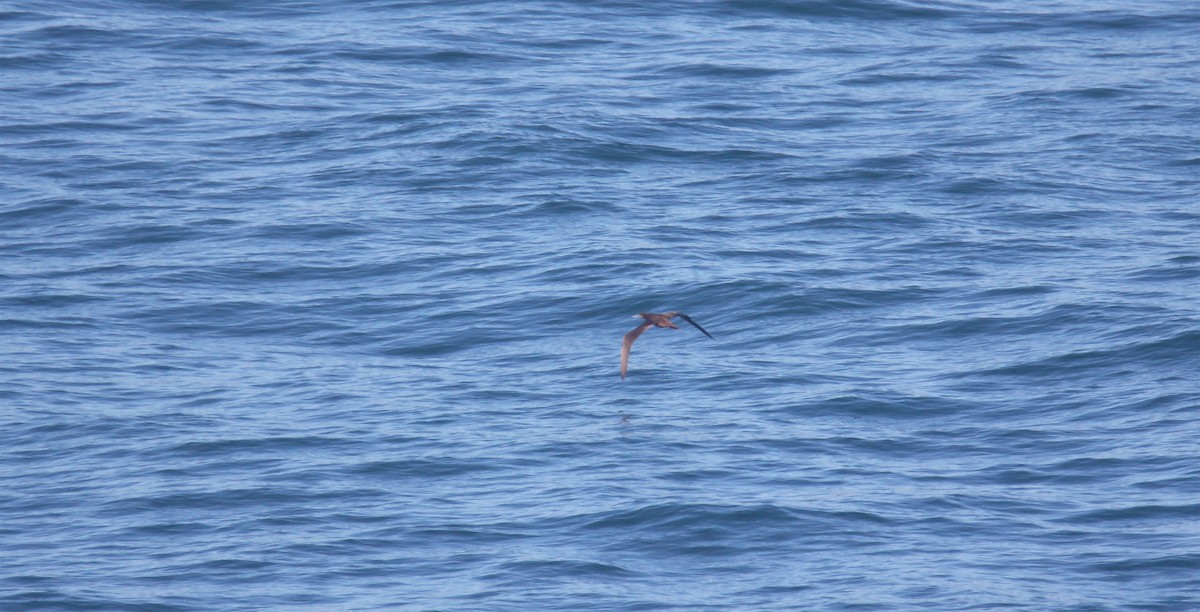 Brown Pelican - ML646533047